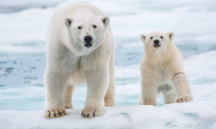 Polar Bear: Never Before Seen Activity Between 2 Polar Bears In New Disney Nature Documentary: Exclusive Interview