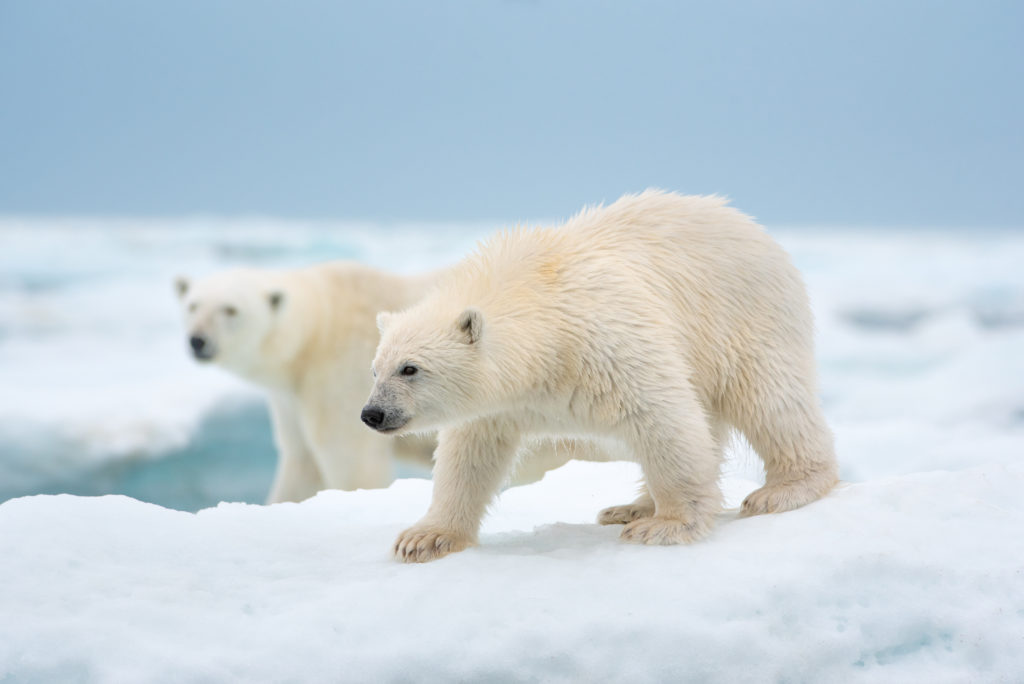 Polar Bear: Never Before Seen Activity Between 2 Polar Bears In New Disney Nature Documentary: Exclusive Interview - The Illuminerdi