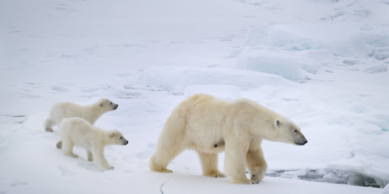 Polar Bear Directors Reveal Which Wild Animal Is At The Top Of Their List For Next Nature Documentary: Exclusive Interview