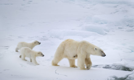 Polar Bear Directors Reveal Which Wild Animal Is At The Top Of Their List For Next Nature Documentary: Exclusive Interview